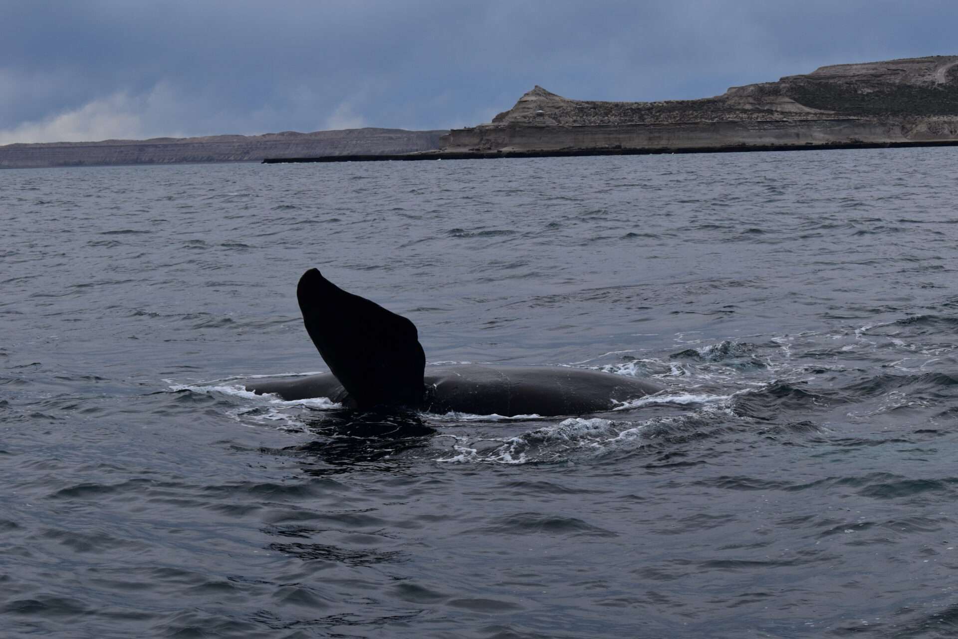 バルデス半島のクジラ